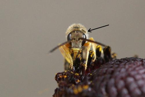 Seladonia tumulorum